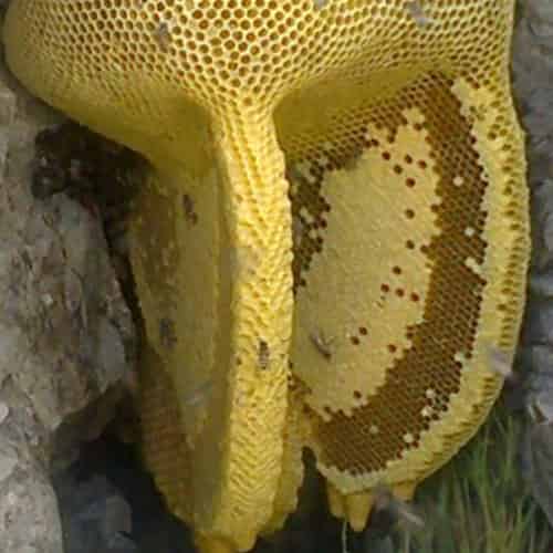 تصویر 1 از قیمت خرید عسل وحشی+ فروش ویژه